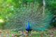 جفت گیری طاووس چگونه است,روش باروری طاووس,نحوه تولید مثل طاووس,خطبه ۱۶۵ نهج البلاغه بنام طاووس,زادوولد طاووس,طاووس ماده,غذای طاووس چیست؟,طاووس چگونه جفت گیری می کند,جفت گیری طاووس,جفت گیری طاووس در نهج البلاغه,چگونگی جفت گیری طاووس