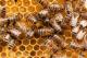 درمان سرطان,سرطان,درمان سرطان روده , زنبور عسل, زهر زنبور عسل