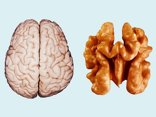 مغز کدام میوه شبیه مخ است؟