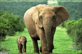 از فیل ها چه میدانید؟