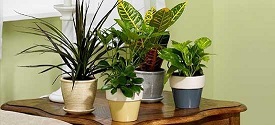 گیاهان آپارتمانی را چگونه آبیاری کنیم؟