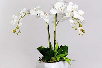 گل ارکیده گلدانی، روش های مراقبت و نگهداری