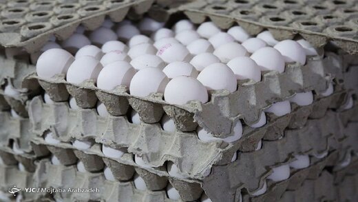 علت اصلی گرانی تخم مرغ