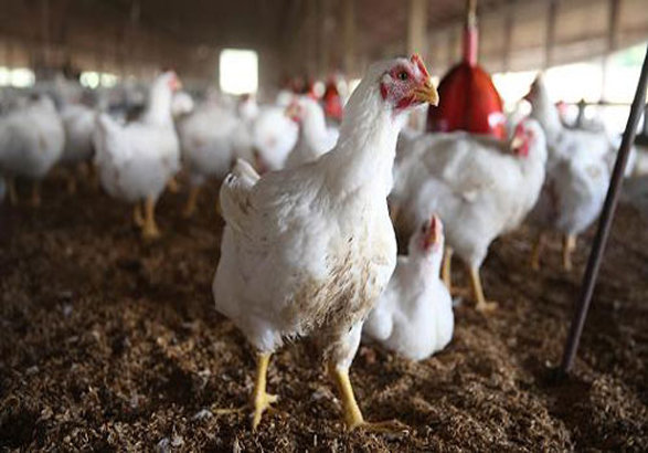 تخم‌ مرغ کیلویی ۱۲ هزارتومان به شرط تامین ۱۰۰ درصدی خوراک طیور!