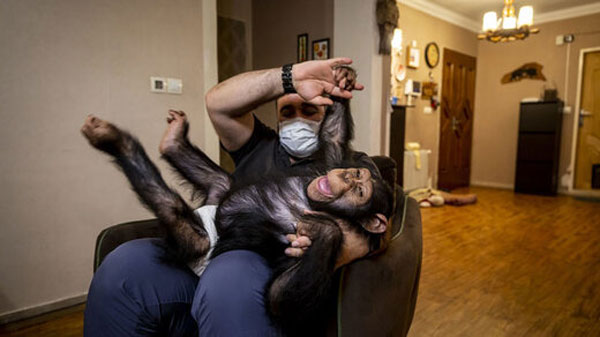 شامپانزه ایرانی قربانی چه کسانی شد؟