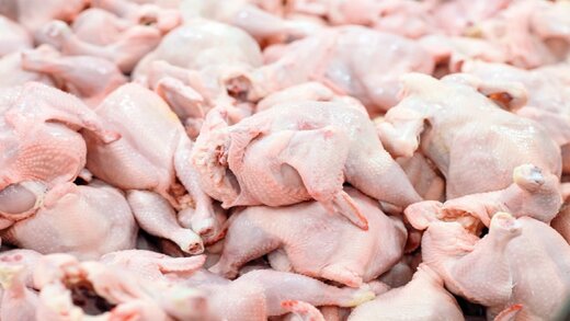 بازگشت قیمت مرغ به کانال ۱۸ هزار تومان