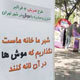 شهری‌ در ‌محاصره موش‌ها