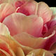 رابطه عفت و حیا