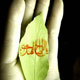 فتنه در عصر غیبت