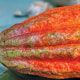 کاکائوی داغ