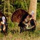 مدیریت پرورش بوقلمون