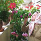 خانه را سبز کنید
