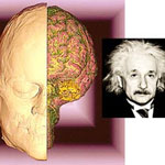 تفاوت مغزها و مغز انیشتین
