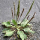 بررسی اثرات سطوح مختلف کودهای فسفر و نیتروژن بر عملکرد گیاه دارویی بارهنگPlantago major)) در منطقه یاسوج.