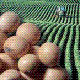 تاثیر زمان وجین علفهای هرز بر عملکرد سویا