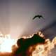 مهدویّت از دیدگاه اهل سنّت