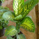 سرسبزی در خانه ی شما