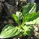 بررسی اثرات سطوح مختلف کودهای فسفر و نیتروژن بر میزان عصاره گیاه دارویی بارهنگ (Plantago major) در منطقه یاسوج.