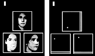 تکلیف‌های بازشناسی و مکان‌یابی. نمونه‌هائی از تکالیف همتایابی: الف- همتایابی چهره، ب- مکان‌یابی نقطه (نقل از گریدی و همکاران، ۱۹۹۲).
