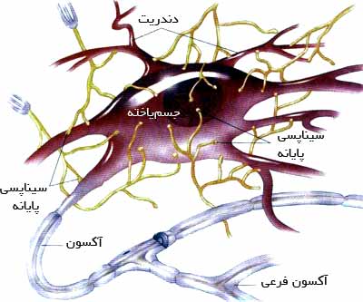 سیناپس‌های جسم‌یاخته‌ٔ نورون