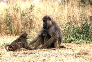 میمون‌های بابون در زیستگاه طبیعی خود
