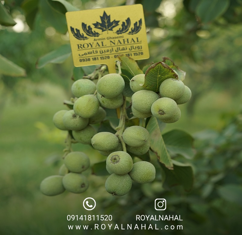 بهترین نهال گردو در ایران