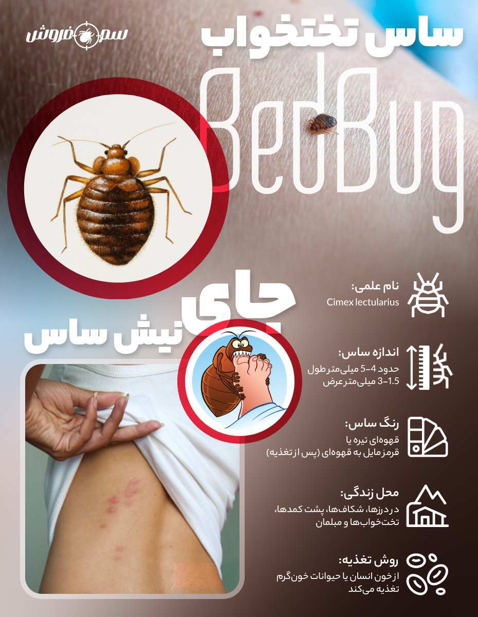 ساس - اینفوگرافیک حشره ساس تختخواب