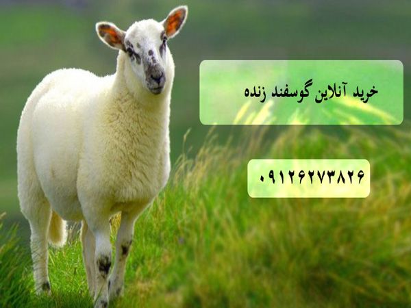 گوسفنده زنده را به صورت اینترنتی و ارزان بخرید